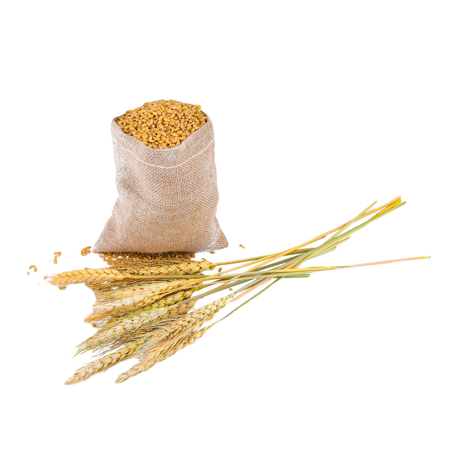 Wheat